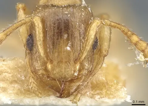 Tetramorium dumezi - CASENT0904834