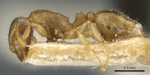 Tetramorium dumezi - CASENT0904834