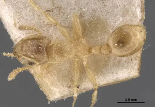 Tetramorium dumezi - CASENT0909117