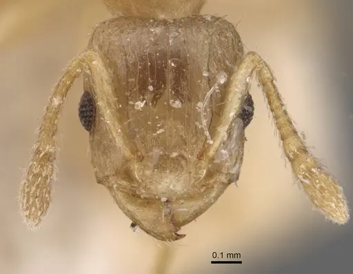 Tetramorium dumezi - CASENT0909117