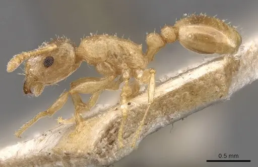 Tetramorium dumezi - CASENT0909117