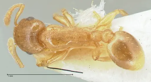 Tetramorium dumezi - FOCOL2098