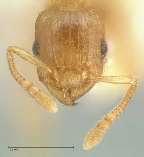 Tetramorium dumezi - FOCOL2098