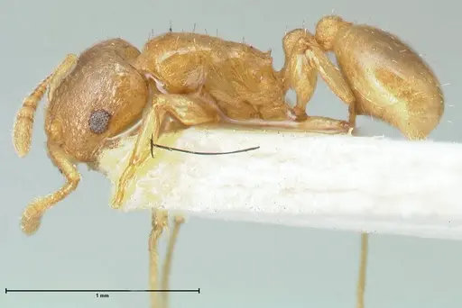 Tetramorium dumezi - FOCOL2098