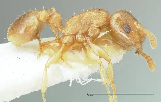 Tetramorium dumezi - FOCOL2098