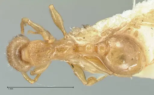 Tetramorium dumezi - FOCOL2099