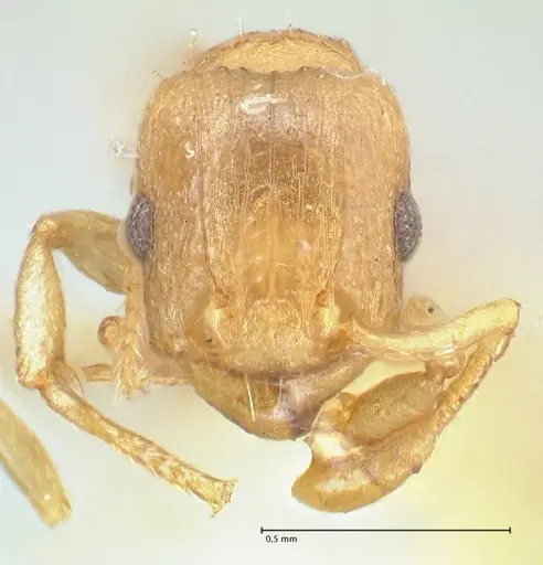 Tetramorium dumezi - FOCOL2099