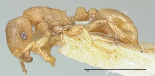 Tetramorium dumezi - FOCOL2099