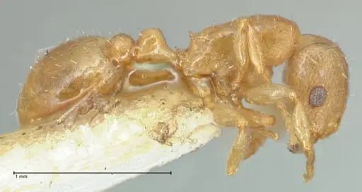 Tetramorium dumezi - FOCOL2099