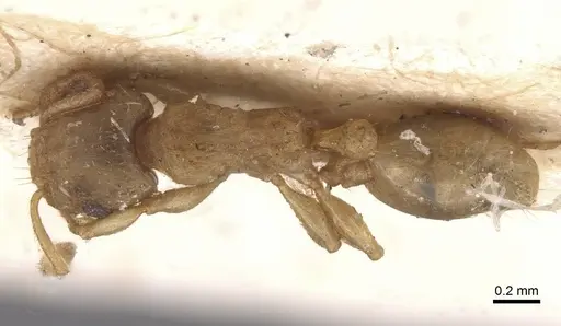 Tetramorium dumezi - RMCAENT000017788