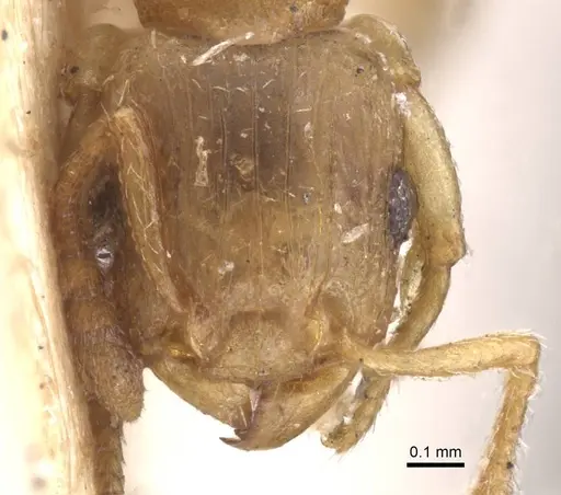 Tetramorium dumezi - RMCAENT000017788