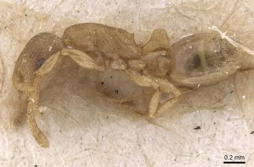 Tetramorium dumezi - RMCAENT000017788