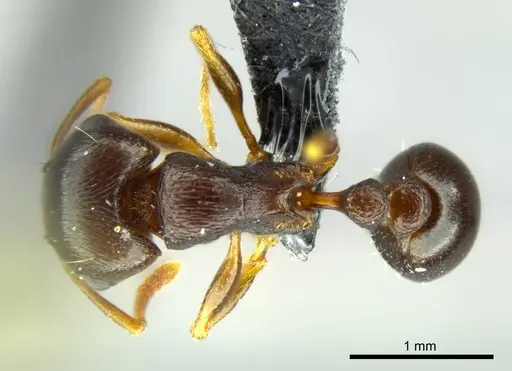 Tetramorium duncani specimen