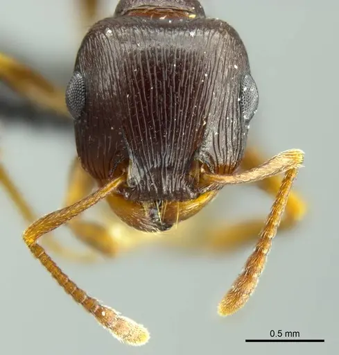 Tetramorium duncani specimen