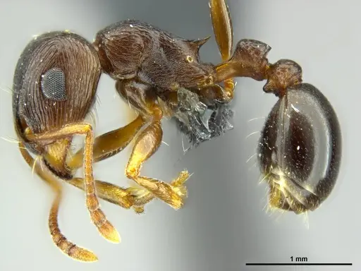 Tetramorium duncani specimen