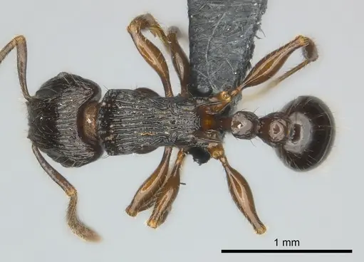 Tetramorium dysalum specimen
