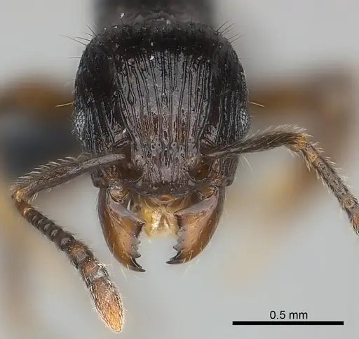Tetramorium dysalum specimen