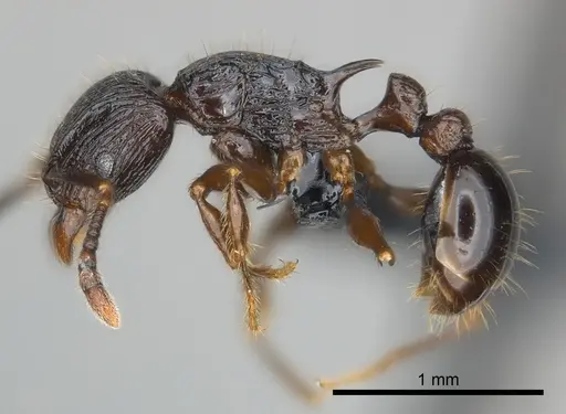 Tetramorium dysalum specimen