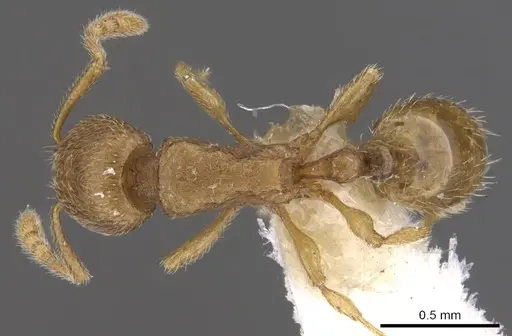 Tetramorium dysderke specimen