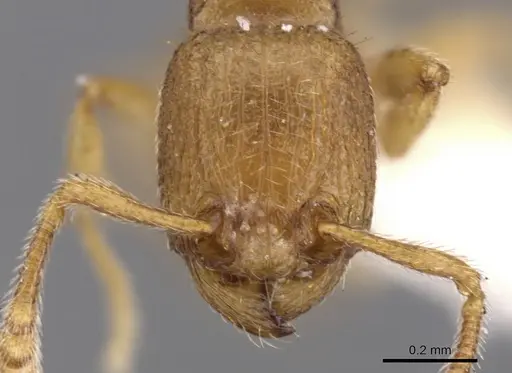 Tetramorium dysderke specimen