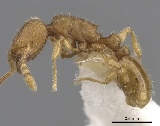 Tetramorium dysderke specimen