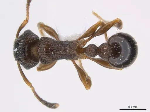 Tetramorium edouardi specimen