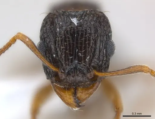 Tetramorium edouardi specimen