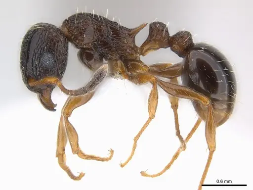Tetramorium edouardi specimen