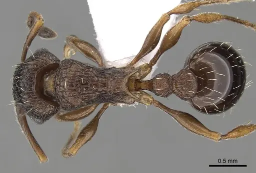 Tetramorium edouardi - CASENT0217219