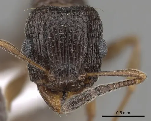 Tetramorium edouardi - CASENT0217219