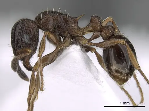 Tetramorium edouardi - CASENT0217219