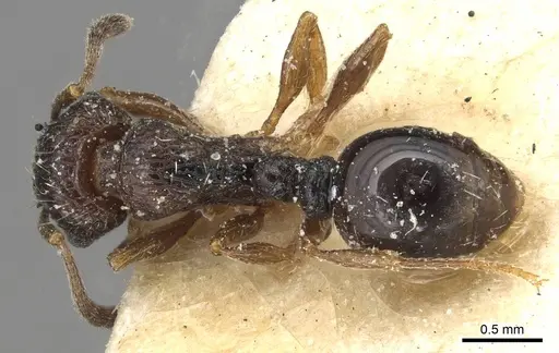 Tetramorium edouardi - CASENT0915086