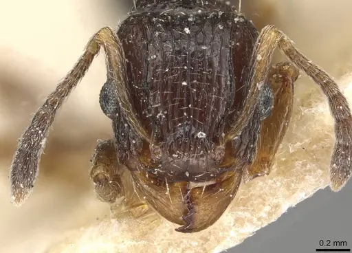 Tetramorium edouardi - CASENT0915086