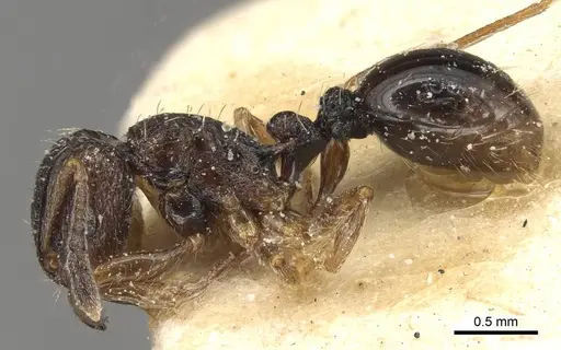 Tetramorium edouardi - CASENT0915086