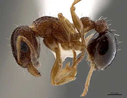 Tetramorium edouardi - CASENT0923568