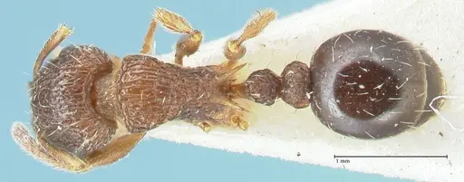Tetramorium edouardi - FOCOL2105
