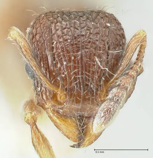 Tetramorium edouardi - FOCOL2105