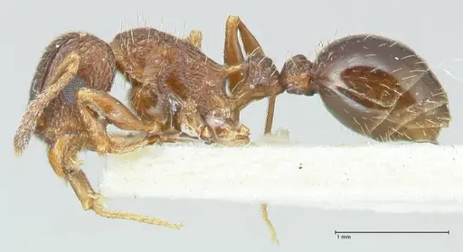 Tetramorium edouardi - FOCOL2105