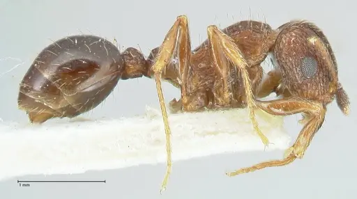 Tetramorium edouardi - FOCOL2105