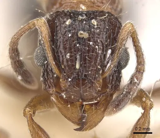 Tetramorium edouardi - RMCAENT000017793