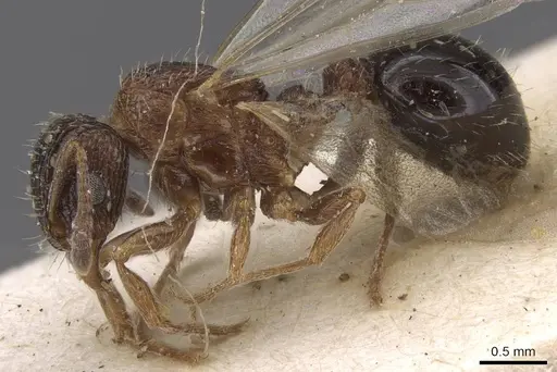 Tetramorium edouardi - RMCAENT000017793