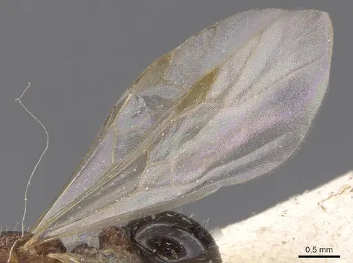 Tetramorium edouardi - RMCAENT000017793