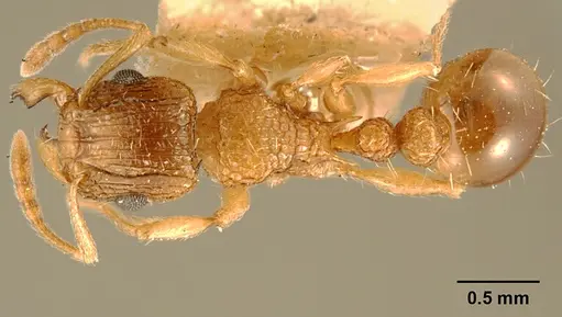 Tetramorium edouardi - ZFMKHYM20096175