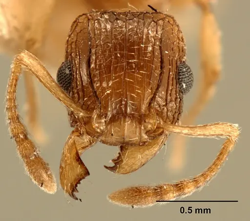 Tetramorium edouardi - ZFMKHYM20096175