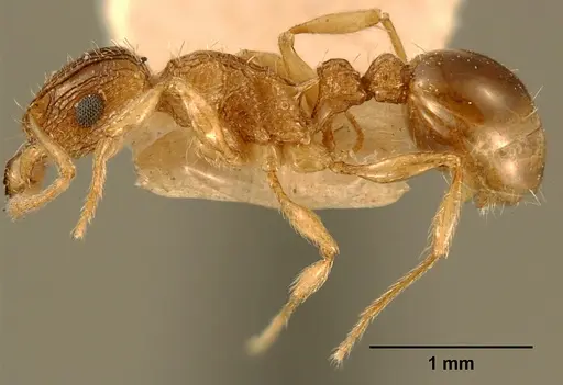 Tetramorium edouardi - ZFMKHYM20096175