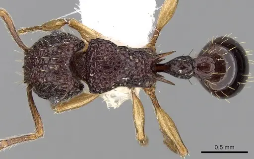 Tetramorium eleates specimen