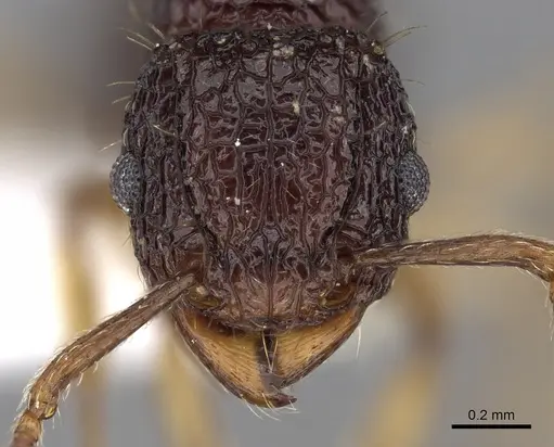 Tetramorium eleates specimen