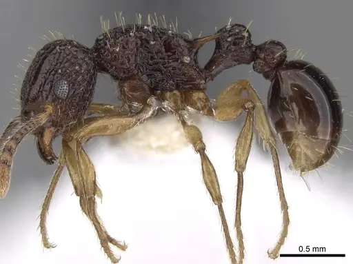 Tetramorium eleates specimen