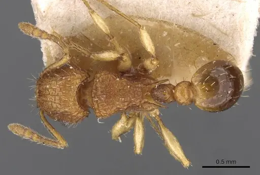 Tetramorium eleates - CASENT0909192