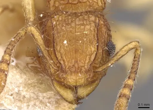Tetramorium eleates - CASENT0909192